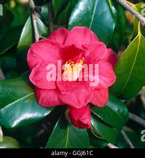 Camellia japonica - `Adolphe Audusson' AGM   CAM000566 Stock Photo